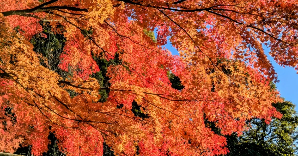 Vibrant red japanese maple tree during the koyo season in Yuzawa