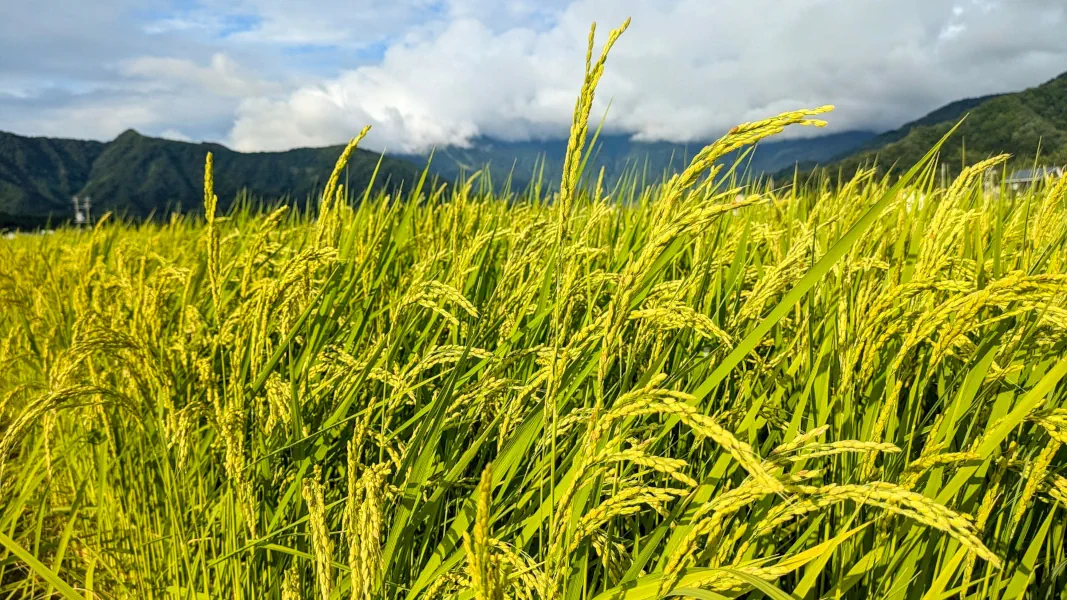 Premium rice from Minamiuonuma drying on the chair lift.