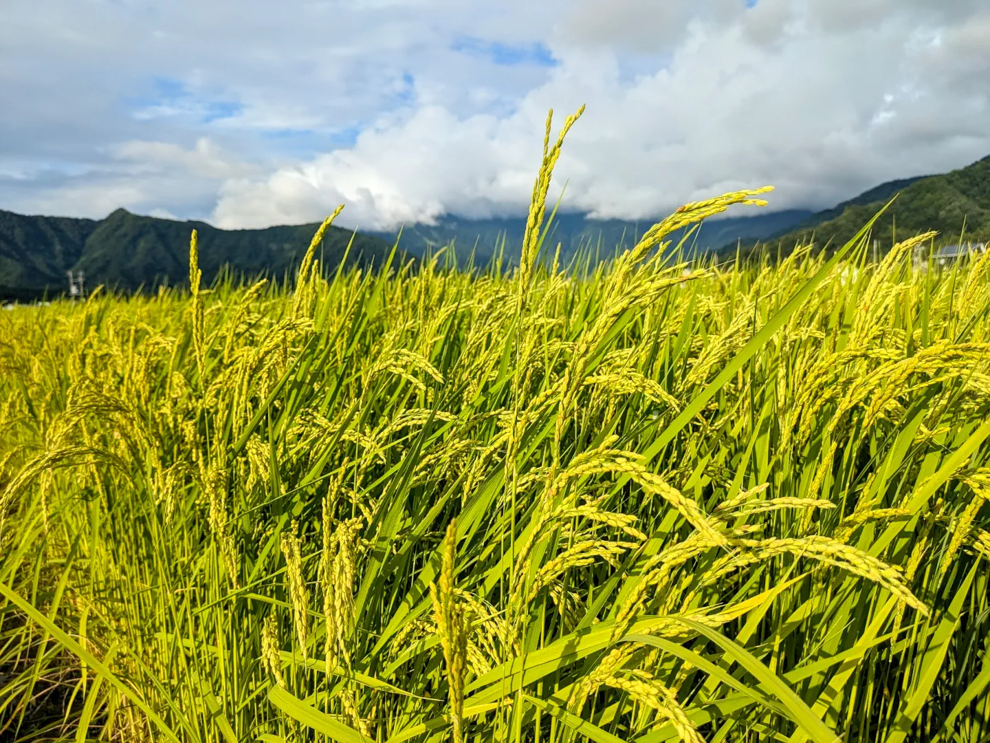 Golden rice fields in Minamiuonuma, Niigata, during the harvest season with vibrant yellow colors.